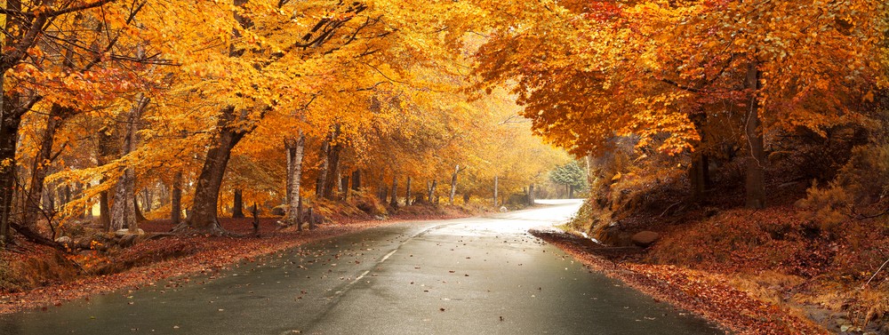 Autumn road in Winston-Salem