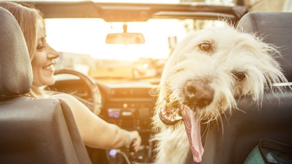 Used cars for dog owners in Winston-Salem